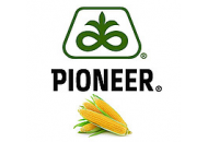 P8521 - кукуруза, 80 000 семян, Pioneer (Пионер) фото, цена